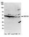 Cell division cycle protein 123 homolog antibody, A304-943A, Bethyl Labs, Western Blot image 