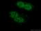 HMG1 antibody, 66525-1-Ig, Proteintech Group, Immunofluorescence image 