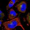 Semaphorin-3D antibody, NBP1-85517, Novus Biologicals, Immunocytochemistry image 