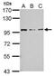 RAS P21 Protein Activator 4 antibody, PA5-31885, Invitrogen Antibodies, Western Blot image 