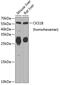 Cyclin-dependent kinases regulatory subunit 1 antibody, 22-530, ProSci, Western Blot image 