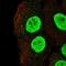 mBD-1 antibody, HPA068850, Atlas Antibodies, Immunofluorescence image 