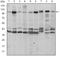 Fucose Kinase antibody, AM06620SU-N, Origene, Western Blot image 
