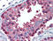PDIA4 antibody, ADI-SPS-720-D, Enzo Life Sciences, Immunohistochemistry paraffin image 