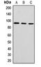 DnaJ homolog subfamily C member 10 antibody, orb411920, Biorbyt, Western Blot image 