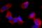 His tag antibody, 362609, BioLegend, Immunofluorescence image 