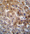 UDP Glucuronosyltransferase Family 2 Member B15 antibody, 56-381, ProSci, Immunohistochemistry paraffin image 