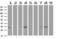 ZFP36 Ring Finger Protein antibody, LS-C785607, Lifespan Biosciences, Western Blot image 