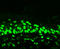 Acetylated-Lysine antibody, LS-C231007, Lifespan Biosciences, Immunofluorescence image 