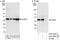 SDH antibody, A303-466A, Bethyl Labs, Immunoprecipitation image 
