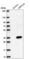 Mitochondrial Ribosomal Protein L24 antibody, HPA054323, Atlas Antibodies, Western Blot image 