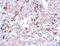 Breast Carcinoma Amplified Sequence 1 antibody, 5625, ProSci, Immunohistochemistry frozen image 