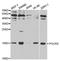 RNA Polymerase II Subunit I antibody, orb136107, Biorbyt, Western Blot image 