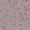 Splicing Factor 1 antibody, PA5-53871, Invitrogen Antibodies, Immunohistochemistry frozen image 
