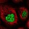 Formin Binding Protein 4 antibody, NBP2-14022, Novus Biologicals, Immunofluorescence image 