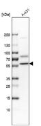 H/ACA ribonucleoprotein complex subunit 4 antibody, NBP2-55221, Novus Biologicals, Western Blot image 