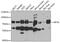 Kinesin Family Member 3A antibody, GTX33287, GeneTex, Western Blot image 
