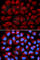FA Complementation Group C antibody, A1812, ABclonal Technology, Immunofluorescence image 