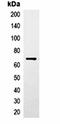 CBP-Tag antibody, orb323038, Biorbyt, Immunoprecipitation image 
