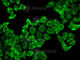 Peroxiredoxin 2 antibody, A1919, ABclonal Technology, Immunofluorescence image 