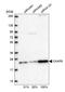 Cytoskeleton-associated protein 5 antibody, HPA039377, Atlas Antibodies, Western Blot image 