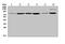 Hydroxysteroid 17-Beta Dehydrogenase 4 antibody, A02923, Boster Biological Technology, Western Blot image 