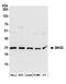 BCL2 Associated Athanogene 2 antibody, A304-751A, Bethyl Labs, Western Blot image 