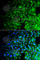 Ubiquitin Specific Peptidase 10 antibody, A7505, ABclonal Technology, Immunofluorescence image 