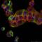 Keratin 8 antibody, ab9023, Abcam, Immunofluorescence image 