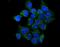 Interleukin-1 family member 7 antibody, A03607-3, Boster Biological Technology, Immunofluorescence image 