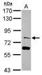 E3 ubiquitin-protein ligase TRIM56 antibody, PA5-30841, Invitrogen Antibodies, Western Blot image 