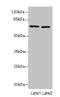 SLC6A6 antibody, MBS7001227, MyBioSource, Western Blot image 