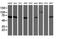 Negative Regulator Of Ubiquitin Like Proteins 1 antibody, NBP2-46267, Novus Biologicals, Western Blot image 