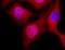 Phosphoserine antibody, NB100-1953, Novus Biologicals, Immunocytochemistry image 