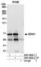 Probable ATP-dependent RNA helicase DDX41 antibody, A301-050A, Bethyl Labs, Immunoprecipitation image 