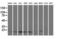 Ubiquitin Conjugating Enzyme E2 M antibody, LS-C340598, Lifespan Biosciences, Western Blot image 
