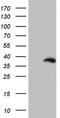 Protein boule-like antibody, TA804111, Origene, Western Blot image 