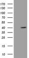 Neutrophil cytosol factor 4 antibody, LS-C794795, Lifespan Biosciences, Western Blot image 