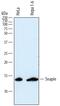 SNAP Associated Protein antibody, MAB7795, R&D Systems, Western Blot image 