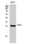 Brain-specific homeobox protein homolog antibody, GTX34066, GeneTex, Western Blot image 