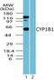 Cytochrome P450 Family 1 Subfamily B Member 1 antibody, PA5-23167, Invitrogen Antibodies, Western Blot image 