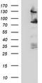 CD44 antibody, CF506748, Origene, Western Blot image 