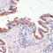 Musashi RNA Binding Protein 1 antibody, 18-736, ProSci, Immunohistochemistry frozen image 