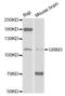 GRM3 antibody, abx001976, Abbexa, Western Blot image 