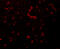 Receptor Interacting Serine/Threonine Kinase 1 antibody, 5389, ProSci, Immunofluorescence image 