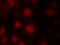 Forkhead Box O4 antibody, P01819, Boster Biological Technology, Immunofluorescence image 