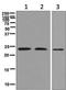 DNA-binding protein inhibitor ID-1 antibody, ab134163, Abcam, Western Blot image 