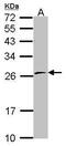 RNA Polymerase II Subunit E antibody, PA5-30123, Invitrogen Antibodies, Western Blot image 