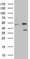 F-Box Protein 8 antibody, LS-C340315, Lifespan Biosciences, Western Blot image 