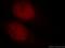 hRap1 antibody, 14595-1-AP, Proteintech Group, Immunofluorescence image 
